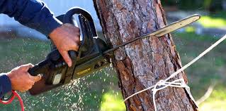 Cedarhurst, NY Tree Care Company