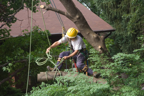 Best Lawn Renovation and Restoration  in Cedarhurst, NY